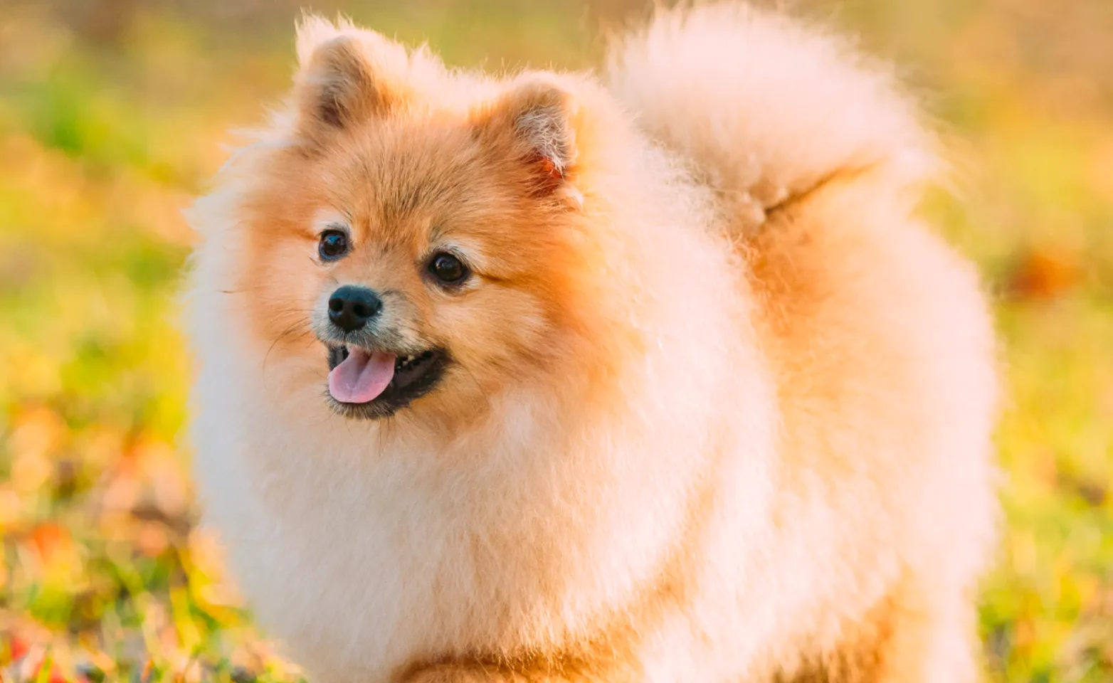 Fluffy dog running on grass